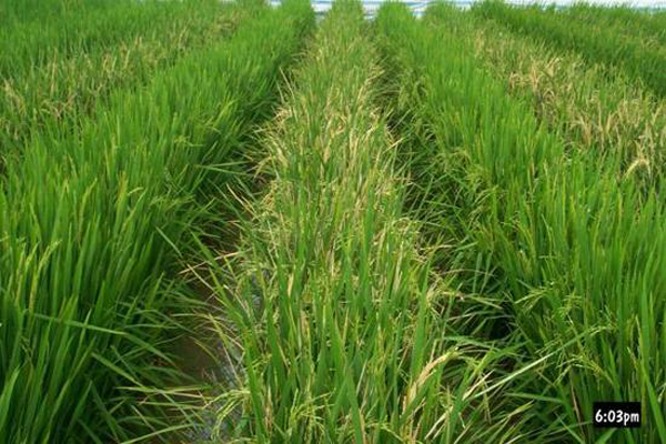 中国转基因抗虫水稻获美国食用许可 历时五年